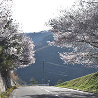 県道沿いの桜の写真