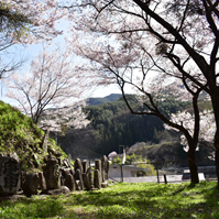 石仏と桜の写真