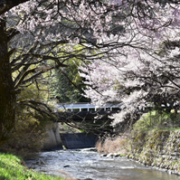 橋と桜の写真