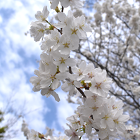 白い花の写真