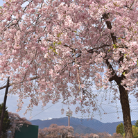 枝垂れ桜の写真