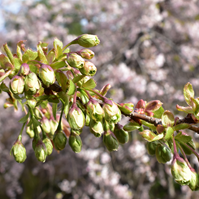 緑の桜のつぼみの写真