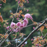 八重咲きの桜の写真