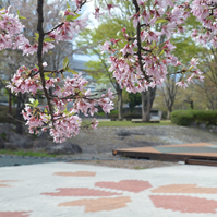 桜模様の写真
