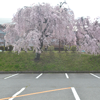 第2駐車場の枝垂れ桜の写真
