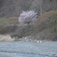三峰川の写真