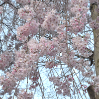 枝垂れ桜の写真
