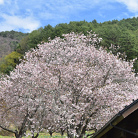 月蔵山の写真