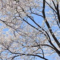 桜と空の写真