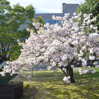 市役所正面の桜の写真