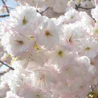 八重咲きの桜の写真
