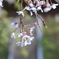 枝垂れ桜の写真