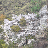 朝日を受けた桜の写真