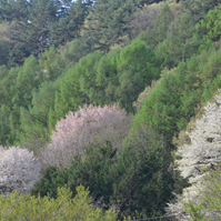 山室川沿いの月蔵山斜面の写真