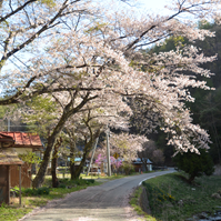 芝平分校跡付近の桜の写真