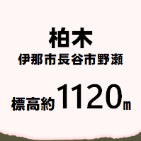 柏木 伊那市長谷市野瀬 標高約1120メートル