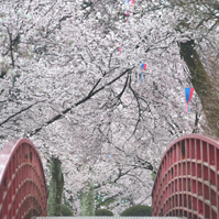 橋と桜の写真