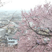 市街地と桜の写真