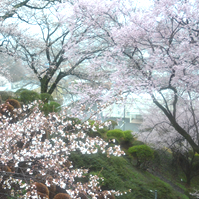 二つの種類の桜の写真