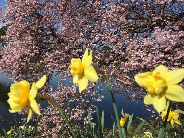 六道の堤に咲く桜とスイセン（写真）