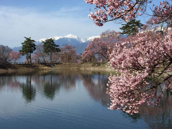 中央アルプスを背に咲く桜（写真）