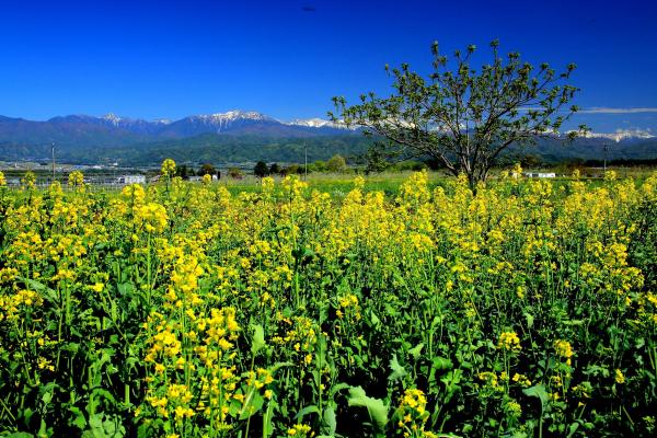 西箕輪地区の菜の花畑と南アルプス（写真）