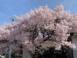 長藤診療所桜