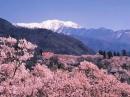 高遠城址公園