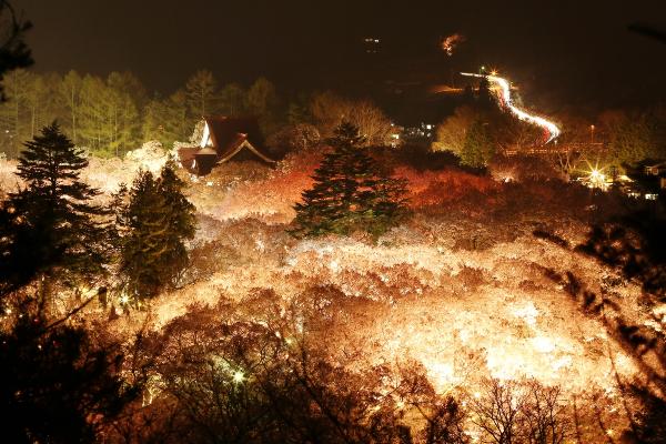 高遠城址公園の夜桜(写真)