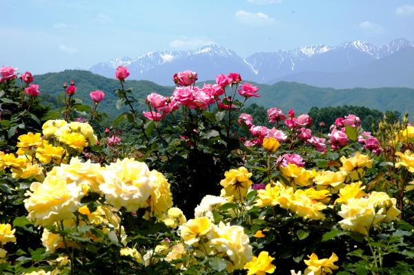 高遠しんわの丘ローズガーデン(写真)